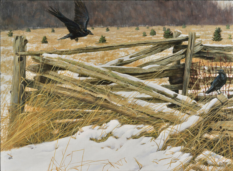 old fence
ravens
winter