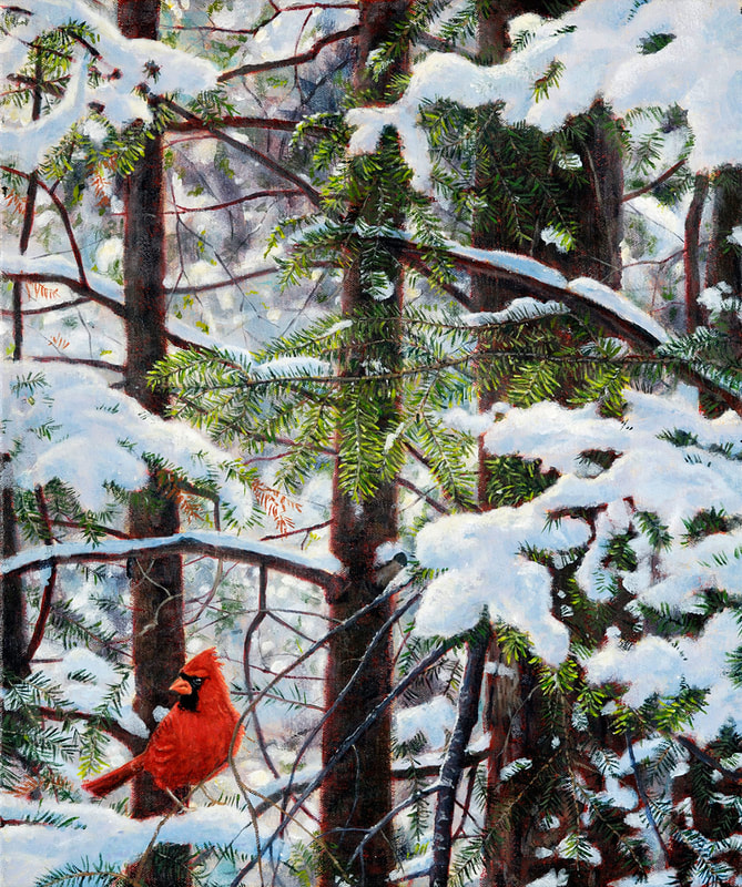 cardinal
winter scene
spruce trees