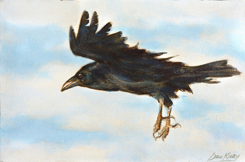 raven
in flight

